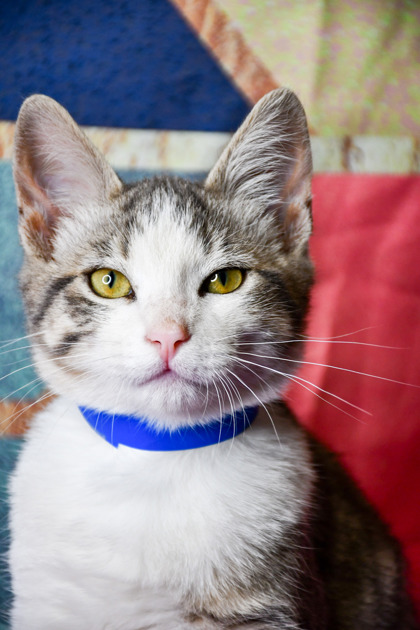 Pet Photo