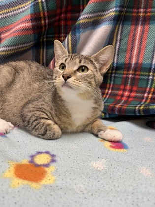 Pet Photo
