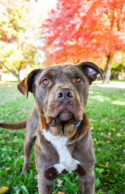 Pet Photo