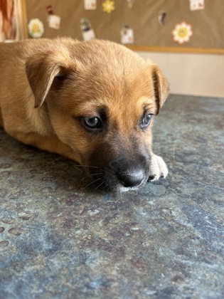 Pet Photo