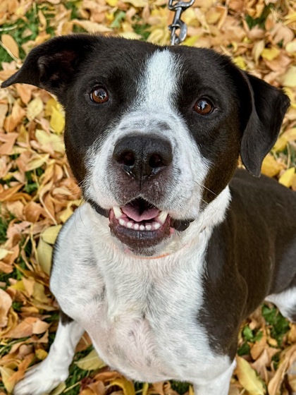 Pet Photo