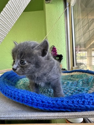 Pet Photo