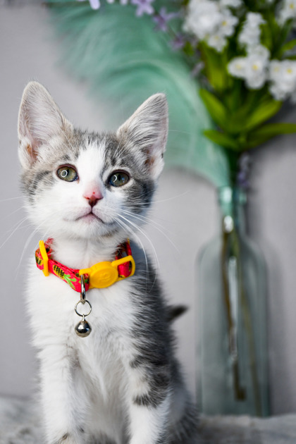 Pet Photo