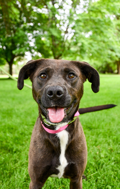Pet Photo