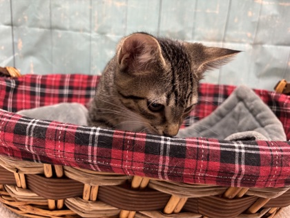 Pet Photo