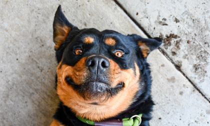 Pet Photo