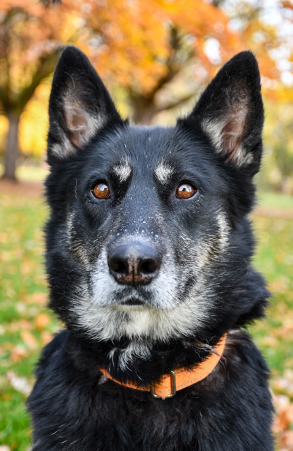 Pet Photo