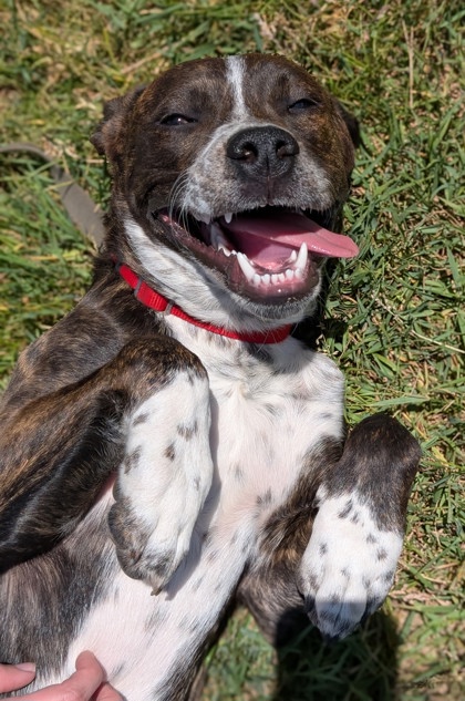Pet Photo