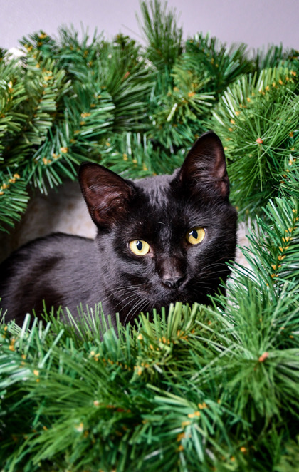 Pet Photo