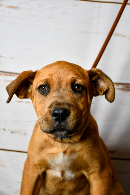 Pet Photo