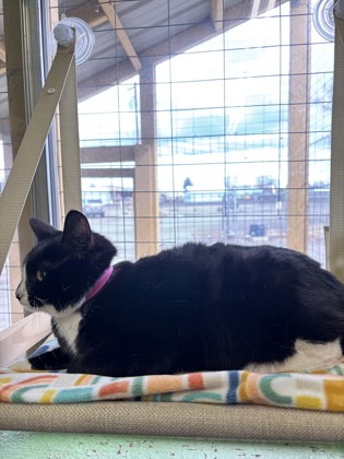Pet Photo