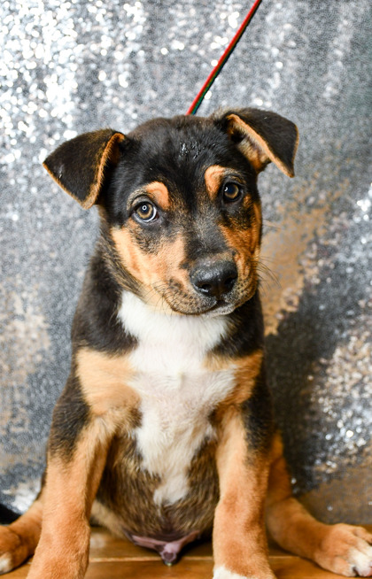 Pet Photo
