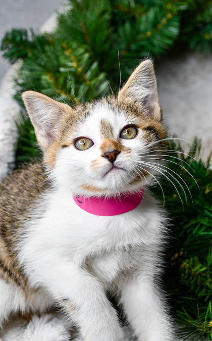 Pet Photo