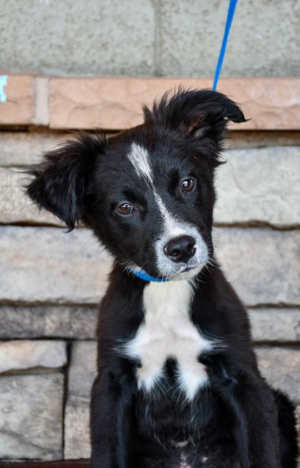 Pet Photo