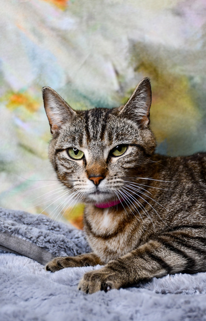 Pet Photo