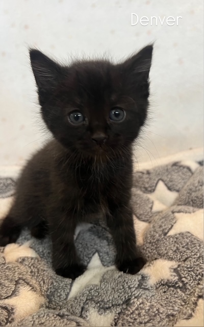 Pet Photo
