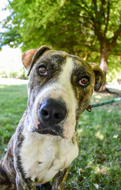 Pet Photo