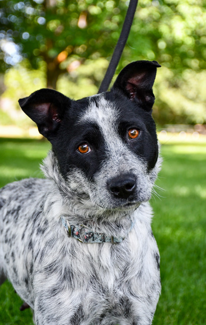 Pet Photo
