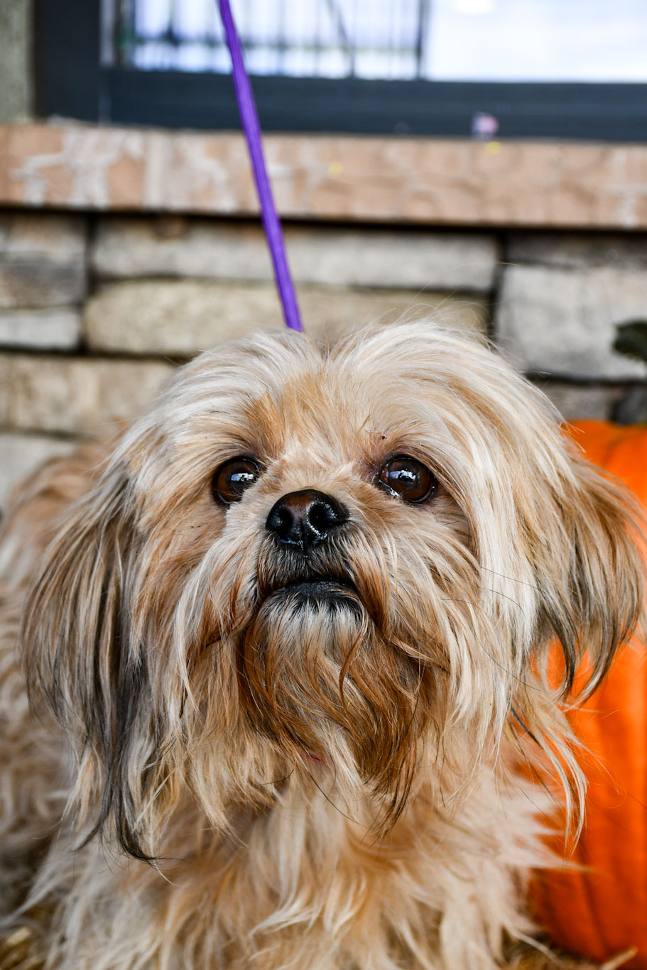 Adopt a Dog in Yakima Yakima Humane Society