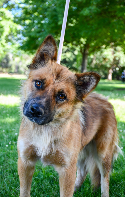Pet Photo