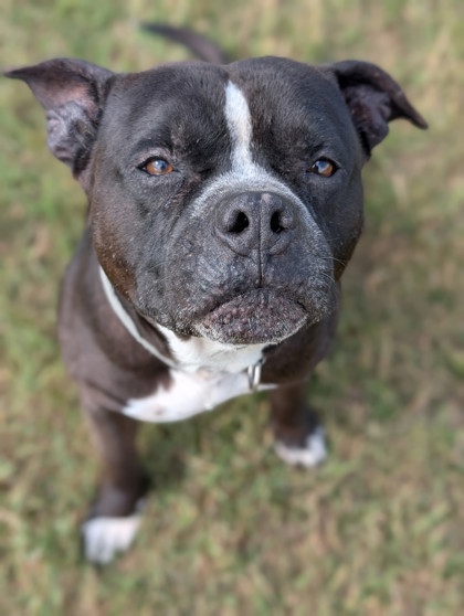 Pet Photo