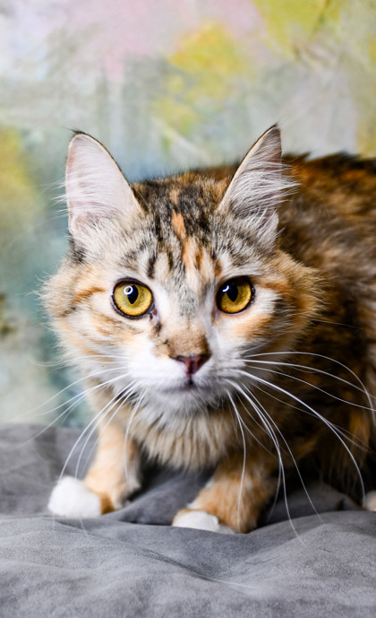Pet Photo