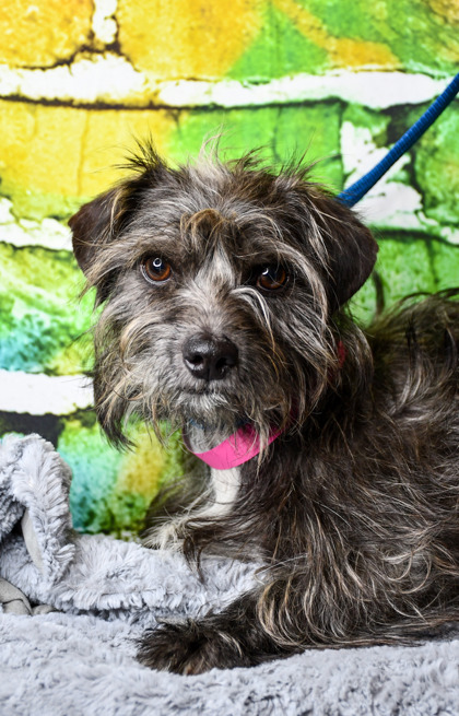 Pet Photo