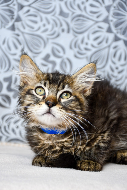 Pet Photo