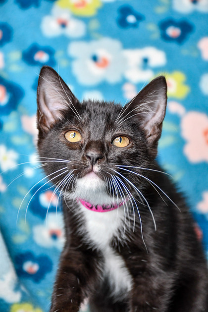 Pet Photo