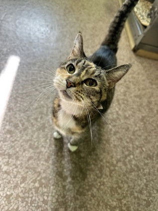 Pet Photo