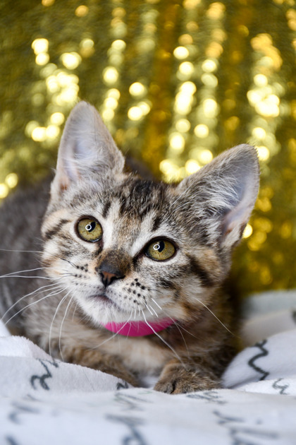 Pet Photo