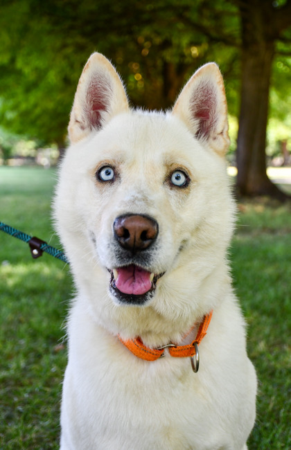 Pet Photo