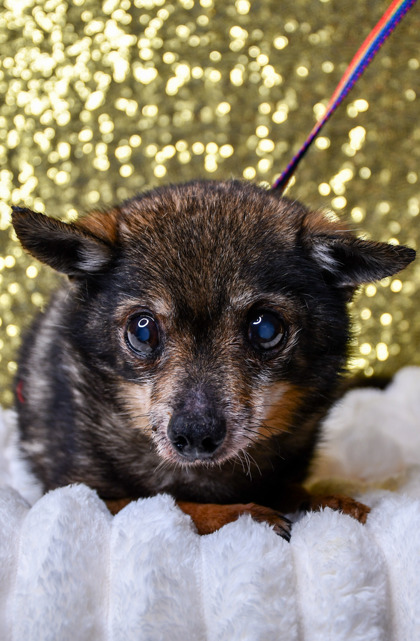 Pet Photo
