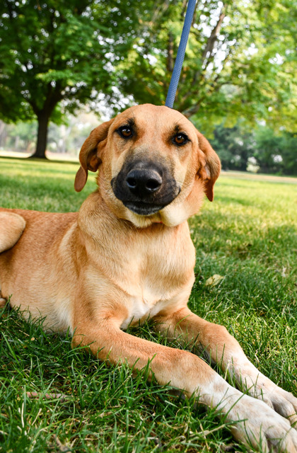 Pet Photo