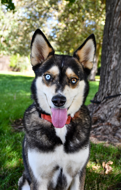 Pet Photo