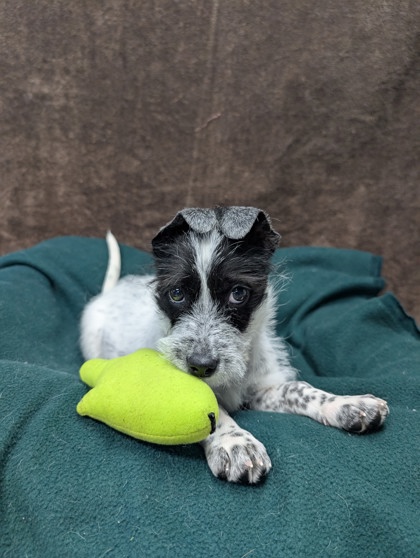 Pet Photo