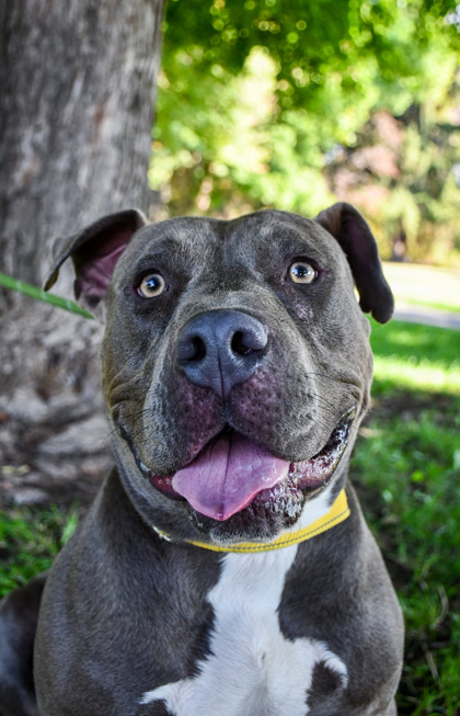 Pet Photo