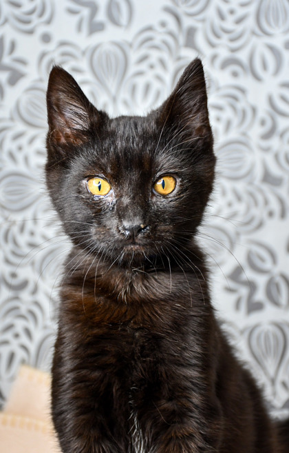 Pet Photo