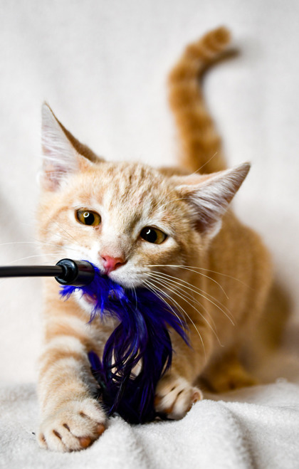 Pet Photo