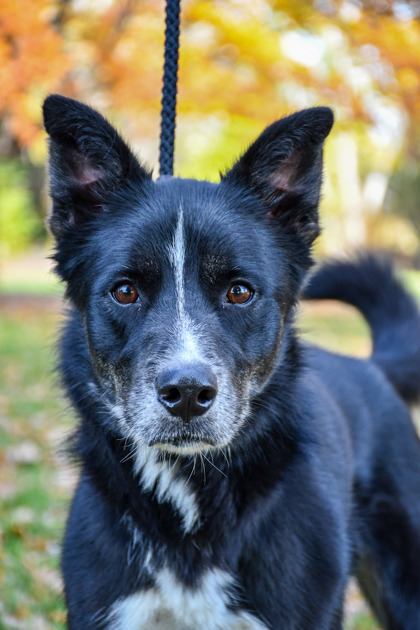 Pet Photo