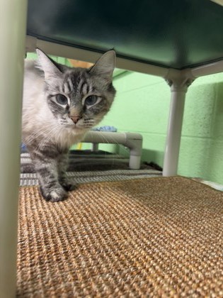 Pet Photo