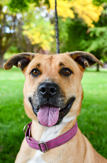 Pet Photo
