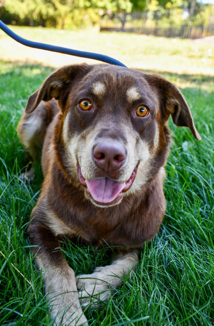 Pet Photo