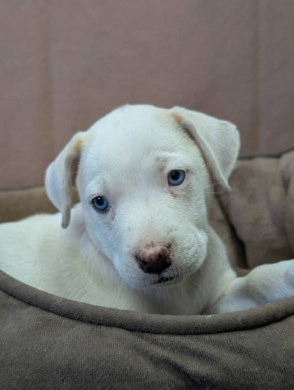 Pet Photo