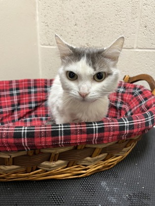 Pet Photo