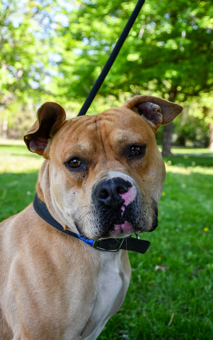Pet Photo