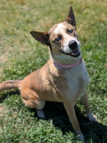Pet Photo