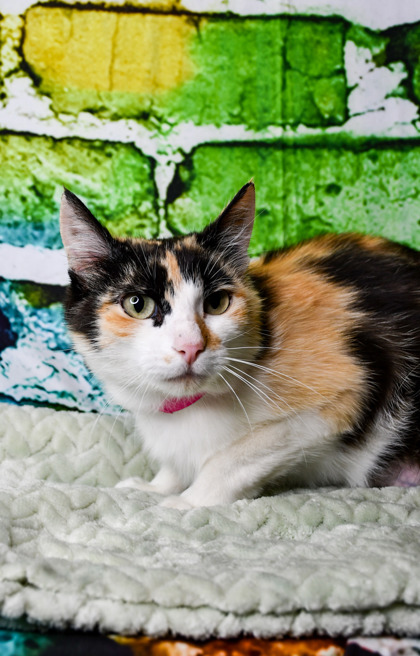 Pet Photo