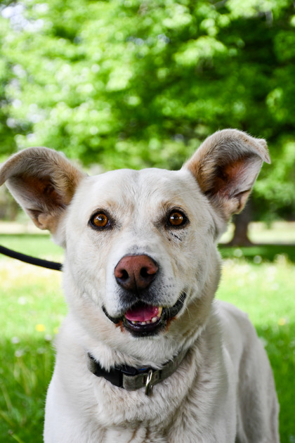 Pet Photo