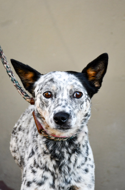 Pet Photo
